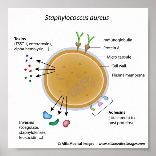 Schema van de Staphylococcus aureus bacterium met  Poster (Voorkant)