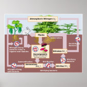 Schema van de stikstofcyclus van de aarde poster (Voorkant)