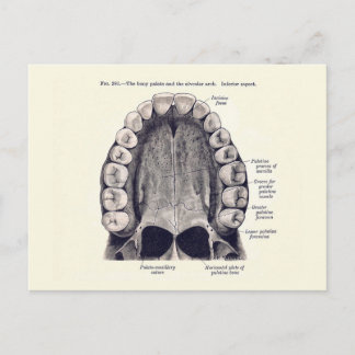  Schema van de Tanden en de Palate Briefkaart