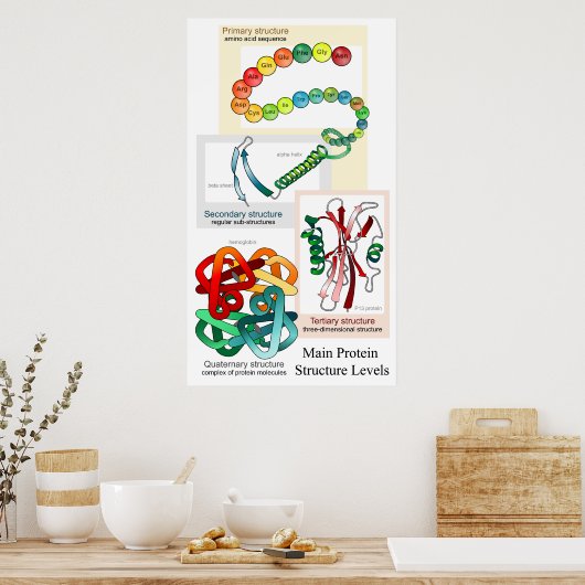 Schema van de voornaamste eiwitstructuurniveaus poster (Keuken)