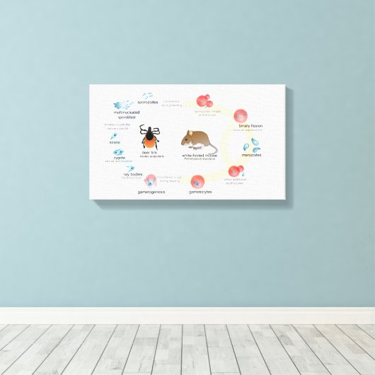 Schema van doek Babesia microti levenscyclus Canvas Afdruk (Insitu (Houten vloer))
