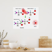 Schema van een Aminozuur Peptide Bond Formatie Poster (Keuken)