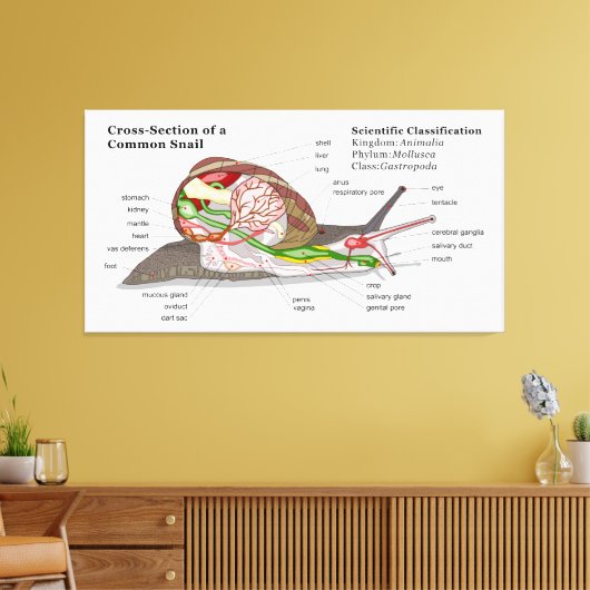 Schema van een gemeenschappelijke tuinslak (Helix  Canvas Afdruk (Insitu (Woonkamer))