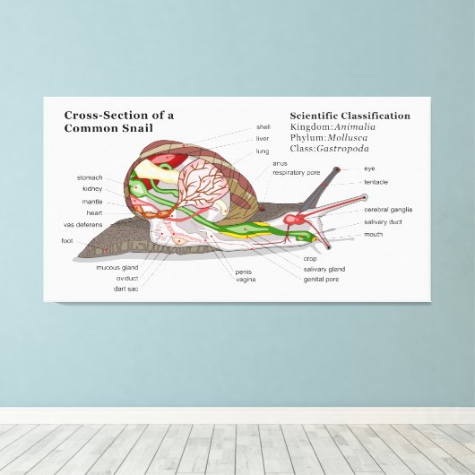 Schema van een gemeenschappelijke tuinslak (Helix Canvas Afdruk (Insitu (Houten vloer))