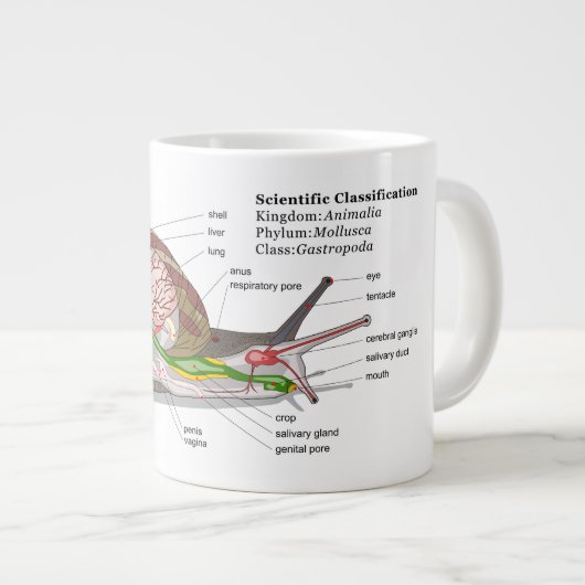 Schema van een gemeenschappelijke tuinslak (Helix  Extra Grote Mok (Voorkant rechts)