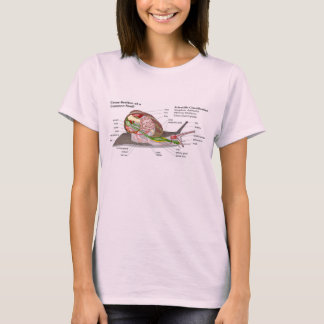 Schema van een gemeenschappelijke tuinslak (Helix  T-shirt