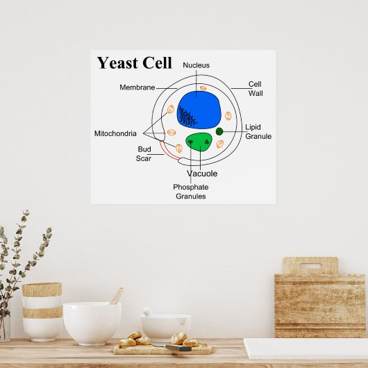 Schema van een microorganisme Fungi-gele cel Poster (Keuken)