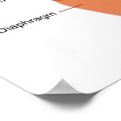 Schema van het ademhalingsstelsel bij de mens poster (Hoek)