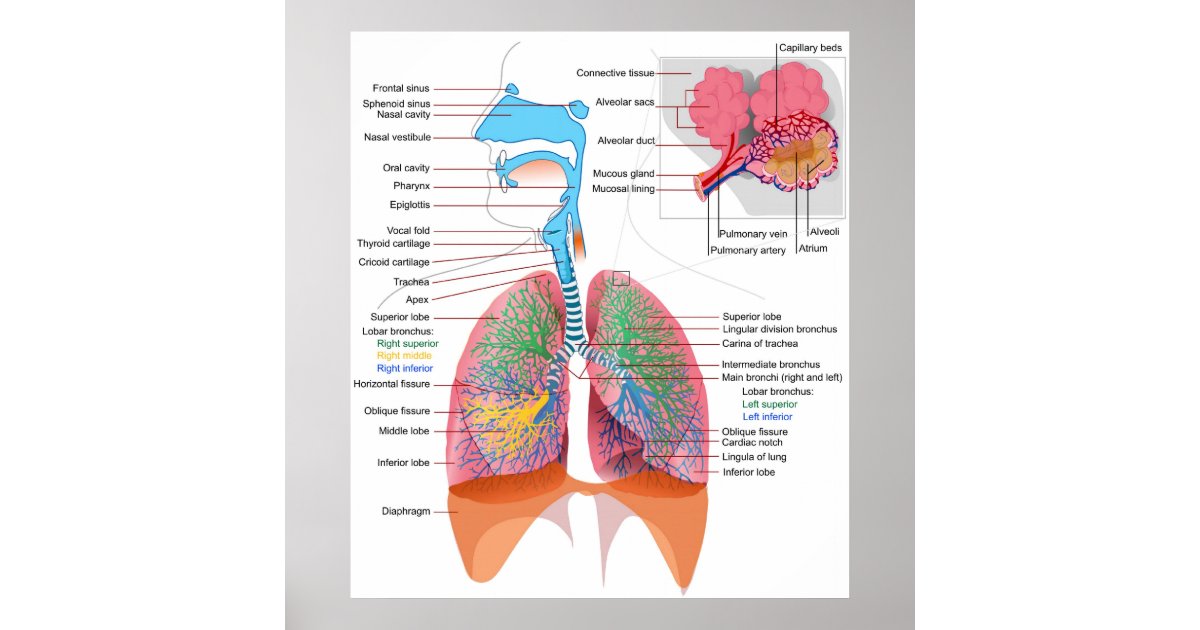 Schema van het ademhalingsstelsel bij de mens poster | Zazzle.be