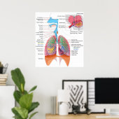 Schema van het ademhalingsstelsel bij de mens poster (Thuiskantoor)