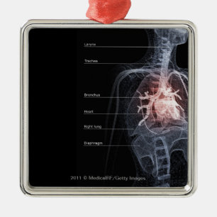 Schema van het ademhalingssysteem en het hart metalen ornament