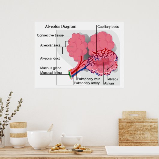 Schema van het Alveolus-zoogdier van de Lungs Poster (Keuken)