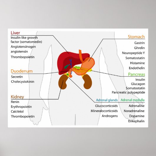 Schema van het endocriene maagdarmstelsel poster (Voorkant)