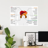 Schema van het endocriene maagdarmstelsel poster (Thuiskantoor)