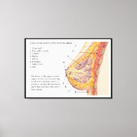 Schema van het kruisje van de borstklier