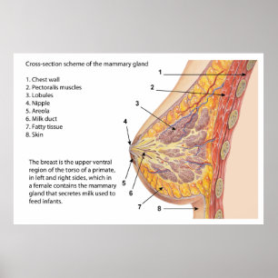 Schema van het kruisje van de borstklier poster