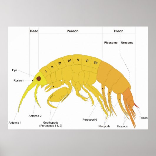 Schema van het lichaamsplan van een amfipod poster (Voorkant)