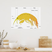 Schema van het lichaamsplan van een amfipod poster (Keuken)