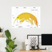 Schema van het lichaamsplan van een amfipod poster (Thuiskantoor)