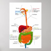 Schema van het maagdarmkanaal bij de mens poster (Voorkant)