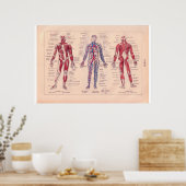 Schema van het menselijk lichaam, Frans 1920 Poster (Keuken)