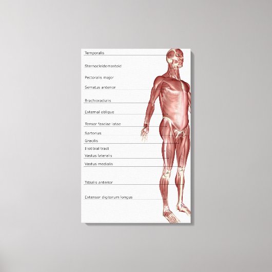 Schema van het spierstelsel canvas afdruk (Voorkant)