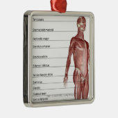 Schema van het spierstelsel metalen ornament (Rechts)