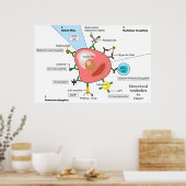 Schema van monoklonale antilichamen tegen kanker poster (Keuken)