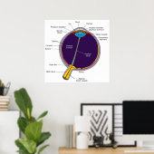 Schematisch anatomisch diagram van het menselijk o poster (Thuiskantoor)