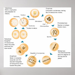 Schematisch diagram van cellulaire mitose poster