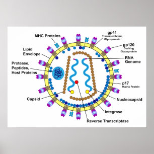 Schematische weergave van een hiv-viriondiagram poster