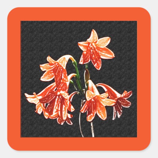 Schets van Daylilies - Mandarijns oranje en Rust Vierkante Sticker (Voorkant)