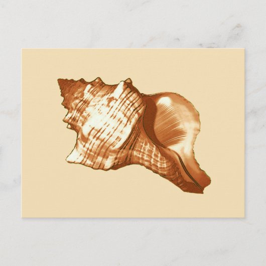 Schets van de schelp van de kegel - bruin, wit en briefkaart (Voorkant)