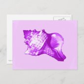 Schets van de schelp van de kegel - violet, wit en briefkaart (Voorkant / Achterkant)