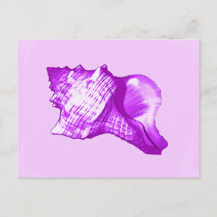 Schets van de schelp van de kegel - violet, wit en briefkaart