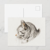 Schets van een kat met een roze neus briefkaart (Voorkant / Achterkant)