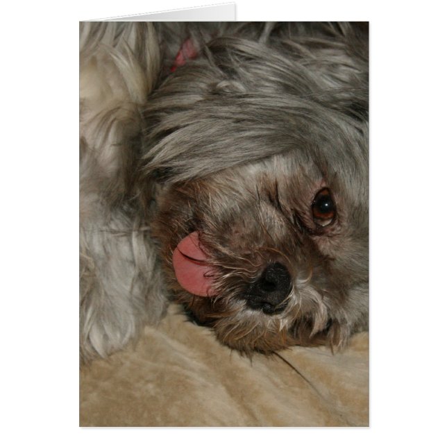 Schike hondje (Voorkant)