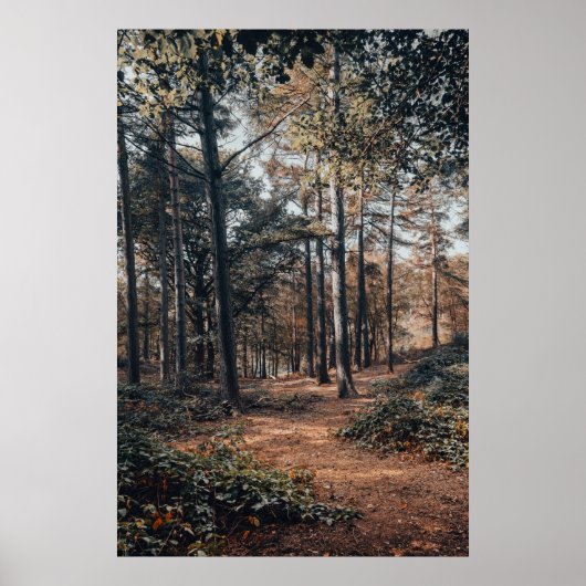 Schilderachtig ontspannend bos poster (Voorkant)