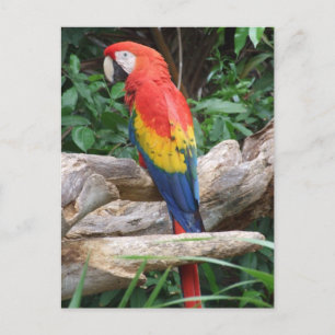 Schilderachtig Scarlet Macaw Briefkaart
