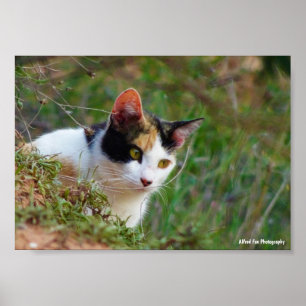 Schilderachtige Kat op Rooftocht Poster