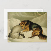 schilderen: Duitse herder in de sneeuw Briefkaart (Voorkant / Achterkant)