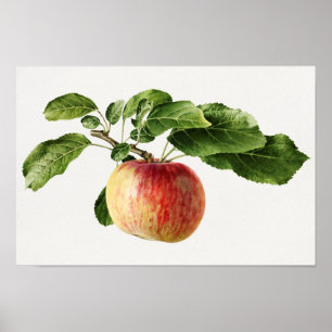  schilderen van de Waterverf van appelfruit Poster