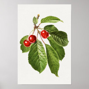 schilderen van de Waterverf van kerriekfruit Poster