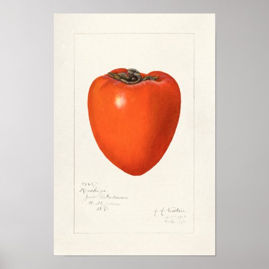 schilderen van de Waterverf van Persimmon-fruit Poster (Voorkant)