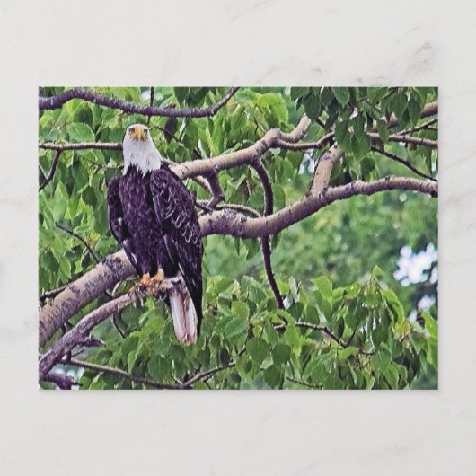 Schilderen van een Bald Eagle Briefkaart (Voorkant)