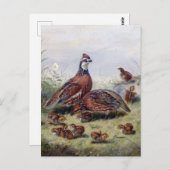 schilderen van kwartelvogels door Fitzwilliam Tai Briefkaart (Voorkant / Achterkant)