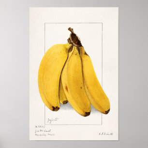 Schilderen van Waterverf van bananen (Musa) Poster