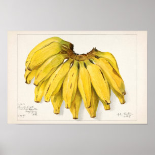 Schilderen van Waterverf van bananen (Musa) Poster