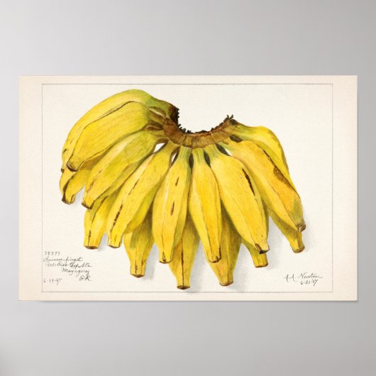 Schilderen van Waterverf van bananen (Musa) Poster (Voorkant)
