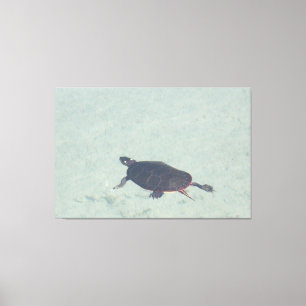 Schilderij Schildpad Canvas Print